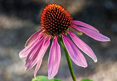 Hvernig virkar Echinacea á andoxunarefni?