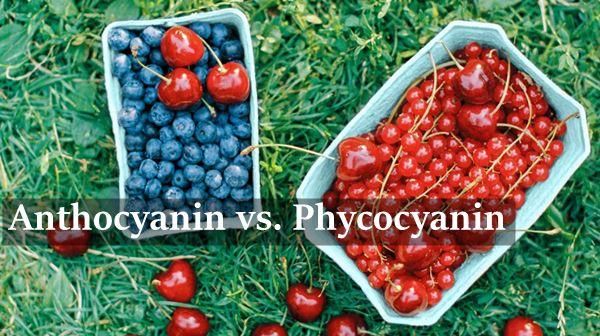 Anthocyanin vs. Phycocyanin: What's the Difference and Relationship?