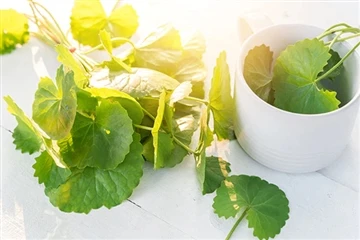 Hvernig virkar Centella Asiatica fyrir húð?
